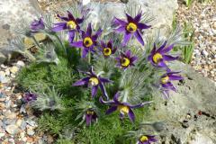 Pulsatilla halleri