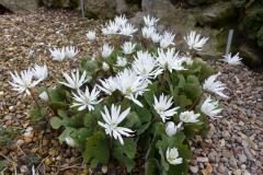 Sanguinaria canadensis Star