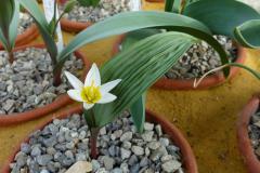 Tulipa regelii