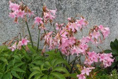 Amaryllis-belladonna-0006