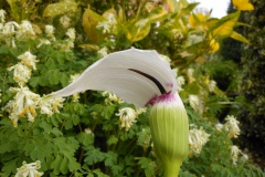 Arisaema-murrayi-0002