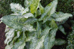 Arum-concinnatum-Agia-Varvara-0006