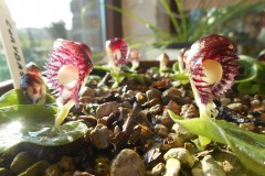 Corybas-diemenicus-0022