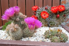 Echinocereus-baileyi-Echinocereus-triglochidiatus-0002