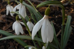 Galanthus-nivalis-Fairy-Tail-0009