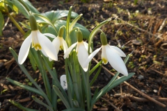 Galanthus-nivalis-Forest-Muse-0005