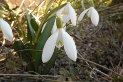 Galanthus-nivalis-Trust-0009