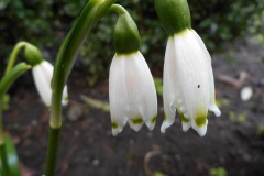 Leucojum-vernum-Sleeping-Beauty-0003