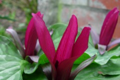 Trillium-sessiele-vorm-0002
